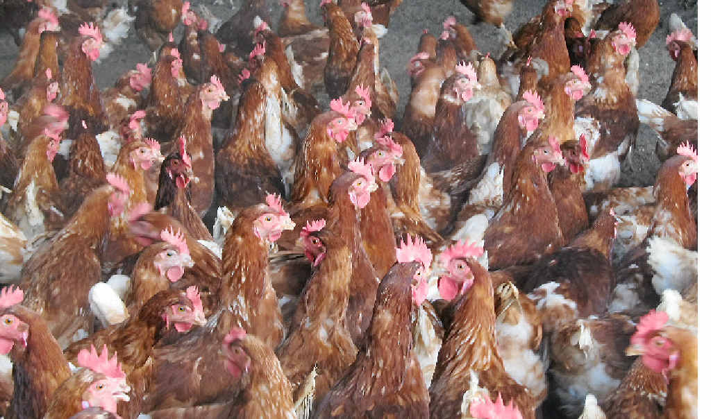 A reader says chickens, turkeys and pigs all suffer for human consumption. A reader says chickens, turkeys and pigs all suffer for human consumption.